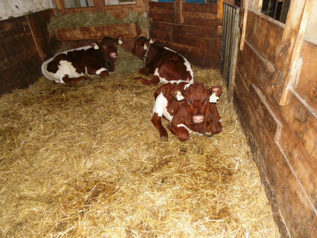 Baby- Und Kinderbauernhof Montaning Forstau  Kültér fotó