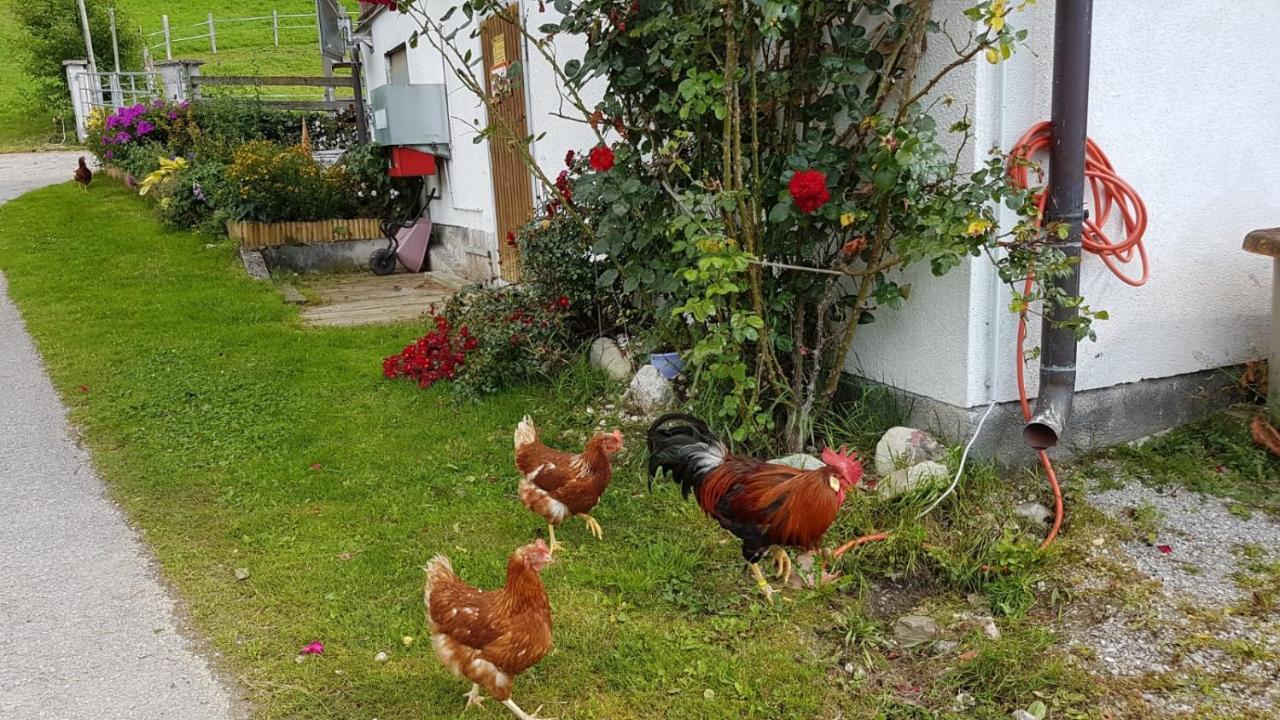 Baby- Und Kinderbauernhof Montaning Forstau  Kültér fotó